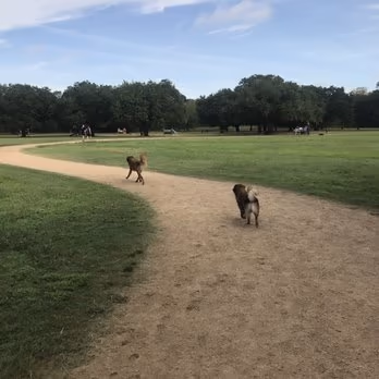 Congressman Bill Archer Bark Park photo 1